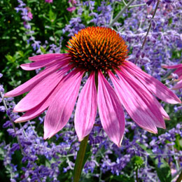 plantenfoto
